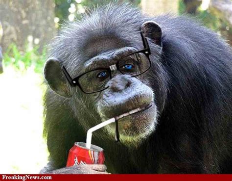 61 Best Chimpanzees Images On Pinterest Monkeys Funny Animal And