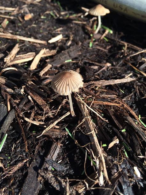 Northern Indiana Mushroom Id Help Mushroom Hunting And Identification