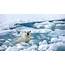 Download Wallpaper 1920x1080 Bear Polar Ice Snow Cold Full HD 