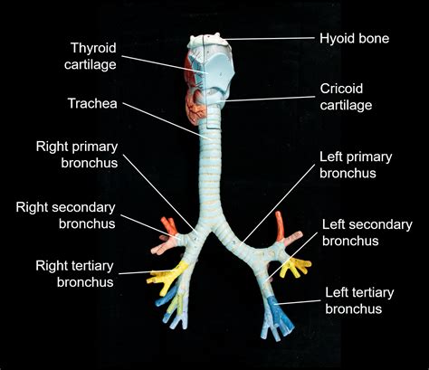 Bronchial Tree Model Respiratory System Anatomy Medic