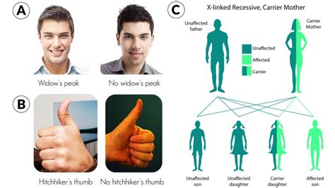 Traits Definition And Examples Biology Online Dictionary