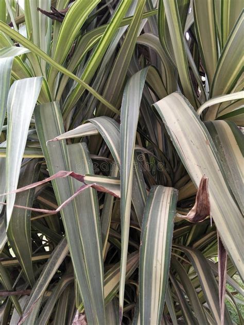 PLANTA DE SERPENTE IGUALMENTE CONHECIDA COMO MÃE NA LÍNGUA DAS LEIS