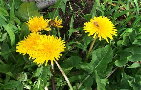 Dandelion Foraging Identification Look Alikes And Uses Medicinal