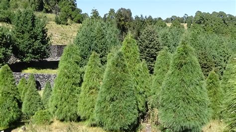 Details 100 árboles De Navidad Naturales Abzlocalmx