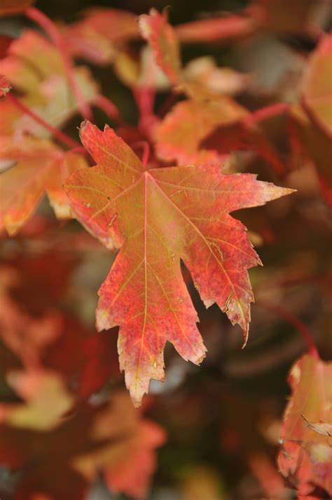 รูปภาพ ฤดูใบไม้ร่วง ตก Black Maple สีแดง ใบเมเปิล ปลูก ผลัดใบ