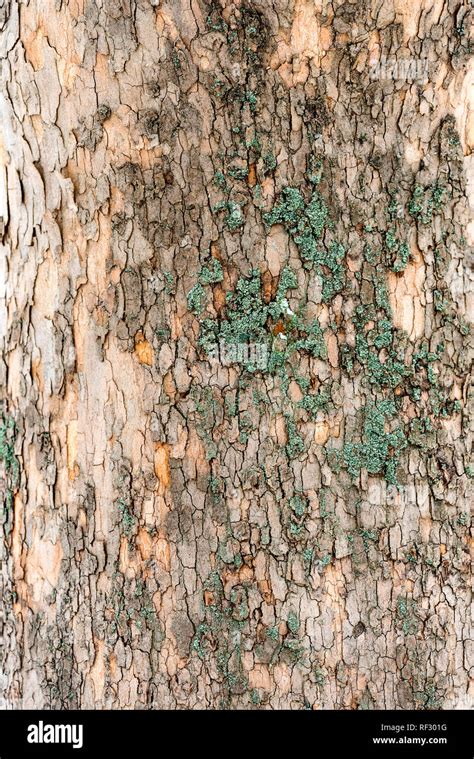 Close Up Of Elm Tree Bark With Green Moss Stock Photo Alamy