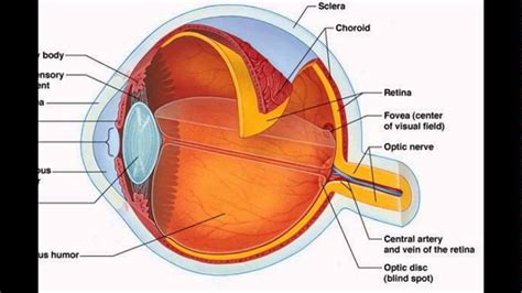 The Human Eye Structure And Function Youtube
