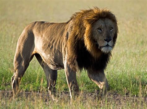 Male Lion Prowling Through The African Savanna Stock Photos Pictures