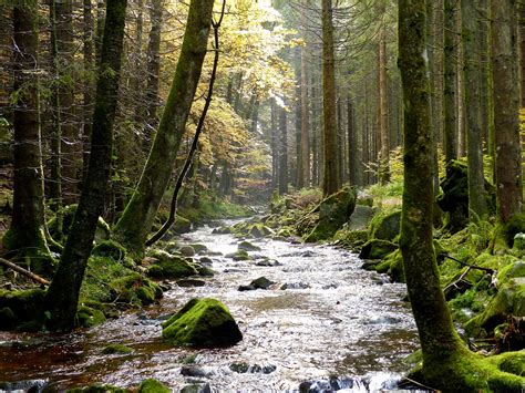 Black Forest Stream Black Forest Germany Hiking Europe Magical Places