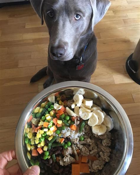 Dry dog food can be a reliable staple to have for your pup, and wet dog food can be a delicious and wholesome treat. Freshpet Select Fresh From the Kitchen - Refrigerated Wet ...