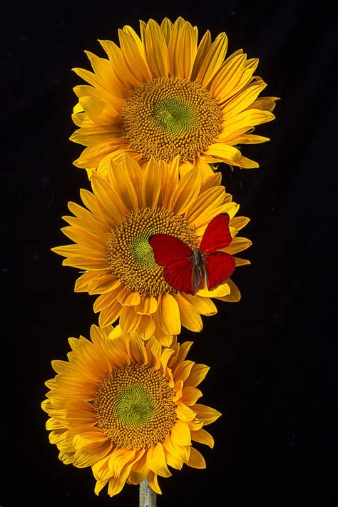 Three Sunflowers With Red Butterfly Photograph By Garry Gay Fine Art