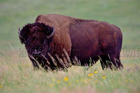 American Bison Pictures And Photos Photography Bird Wildlife