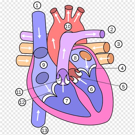 Coração Corpo Humano Anatomia Diagrama Veia Ataque Cardíaco Mão
