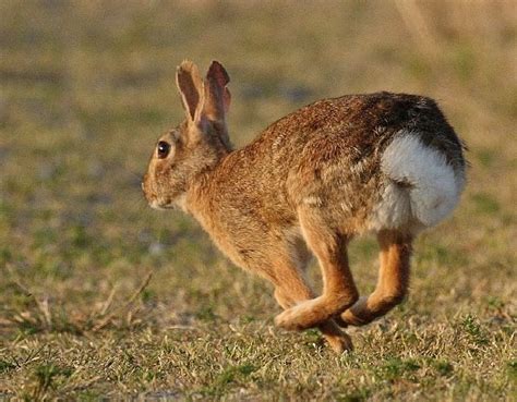 Rabbit Facts Animal Facts Encyclopedia