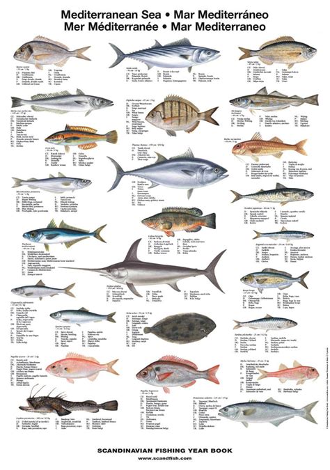 Mediterranean Sea Fish Poster Unique Fish Poster