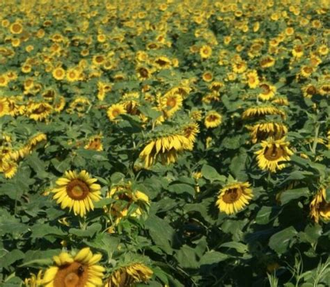 This unique cultivar however features a branching habit and lovely yellow flowers, shaded with red. Peredovik Sunflower - Millborn Seeds