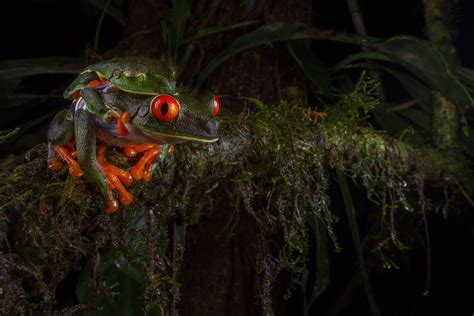 Smithsonian Photo Contest 2016 Finalists Vote For The Best Wildlife