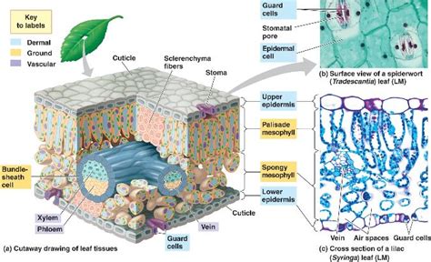 Dermalhtml 3518 Leafanatomy L