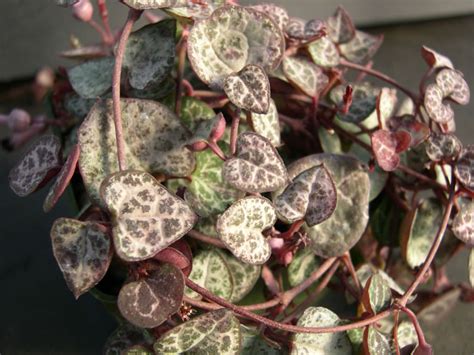 String of hearts care guide. Ceropegia linearis subsp. woodii (String of Hearts ...