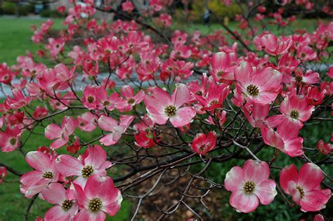 Cornus Florida Rubra Tree 10 Seeds Pink Flowering Hardy Native Dogwoo