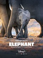 Elephant (2020) - Rotten Tomatoes
