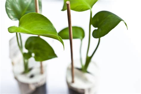 Philodendron Plant Care And Growing Guide
