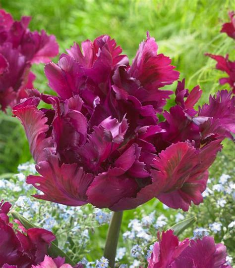 Tulipan Tulipa Negrita Parrot 5 Szt Cebule I KŁĄcza Jesienne