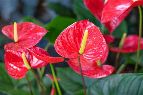 Anthurium How To Care For Anthurium Flowers Bbc Gardeners World Magazine