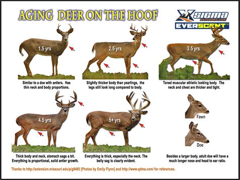 Best Way To Age Deer Just For Guide