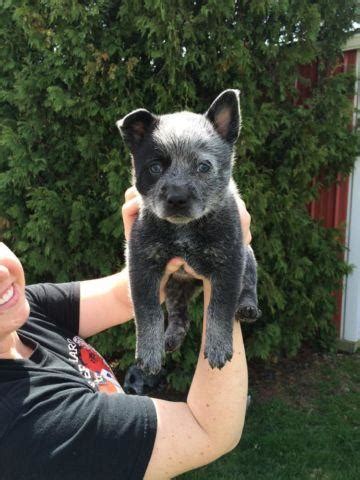 I adopted a 7 year old blue heeler. Blue heeler puppy for Sale in Quincy, Ohio Classified ...