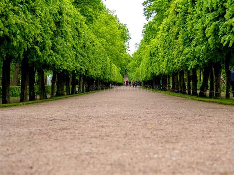 Green Alley With Trees Stock Photo Image Of Forest 156747720