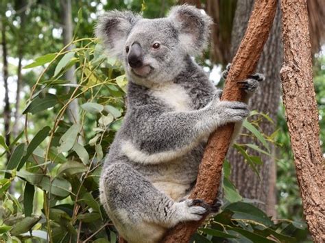 Lone Pine Koala Sanctuary Brisbane 2020 All You Need To Know Before