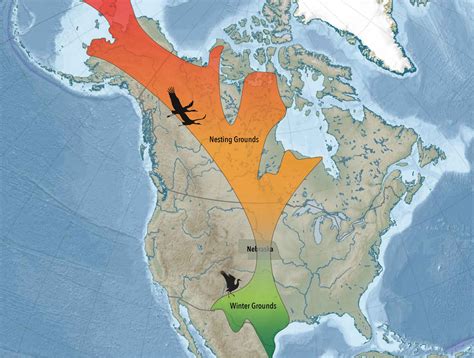 Sandhill Crane Migration Map Time Zones Map World