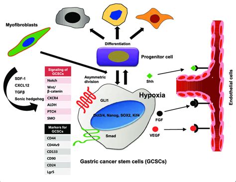 Molecular Properties Of Gastric Cancer Stem Cells Gcscs Gcscs Have