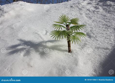 A Palm Tree In The Snow Photo Stock Photo Image Of Season Design