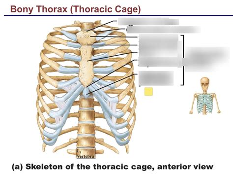 Ch 7 Bony Thorax Thoracic Cage Diagram Quizlet