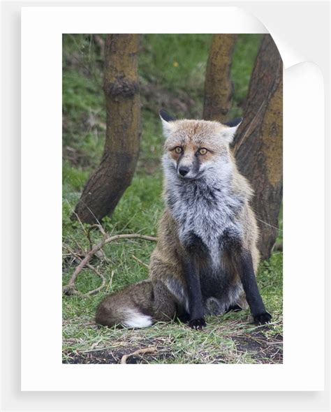 Red Fox Posters And Prints By Corbis