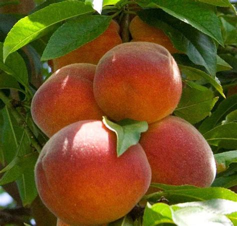 Buy Prunus Persica Var Nectarina Lord Napier Nectarine In The Uk