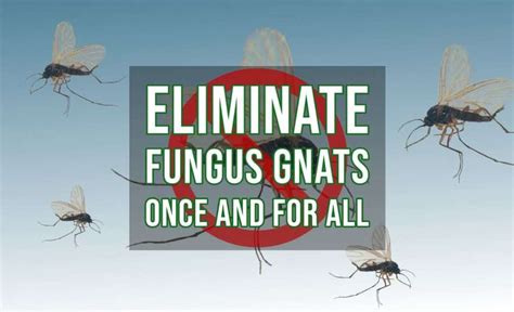Eliminate Fungus Gnats Once And For All Indoor Gardening
