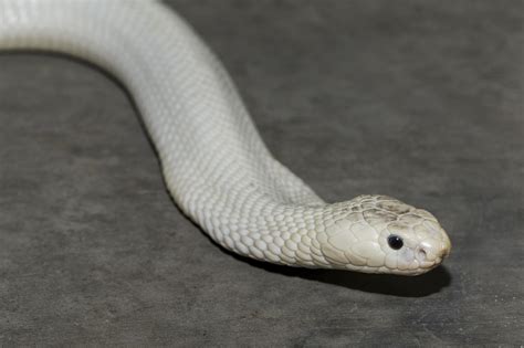 White Cobra That Roamed Thousand Oaks Goes On Exhibit At San Diego Zoo