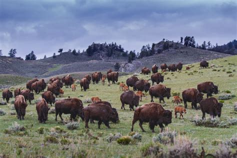 Spring Bison Herd Lamar Valley Montana By Robs Wildlife Robswildlife