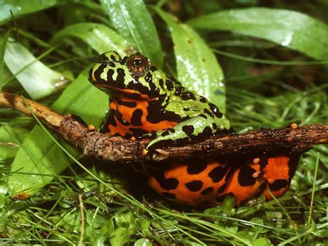 Fire Bellied Toad Animal Wildlife