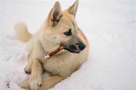 Spitz Breeds Meet These Beautiful And Wolf Like Dog Breeds
