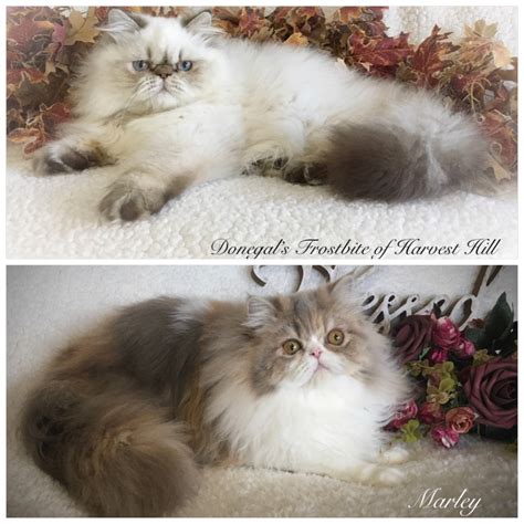 Available Kittens Or Cats Harvest Hill Himalayans And Persians