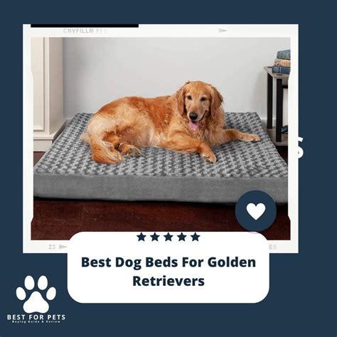 The 12 Best Dog Beds For Golden Retrievers