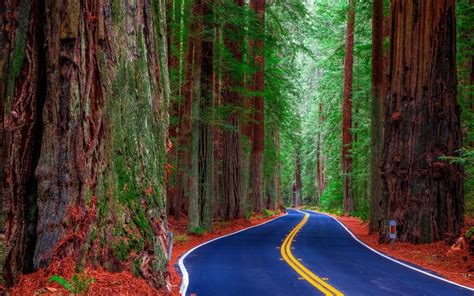 Redwood Forest Wallpapers Top Free Redwood Forest