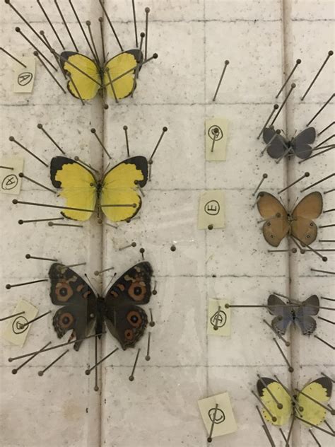 Pinned Butterfly Specimens Bushblitz