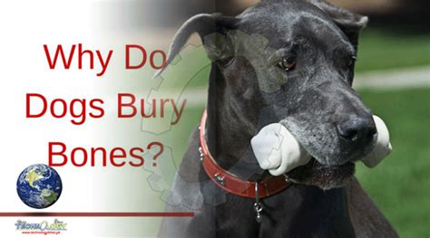 Why Do Dogs Bury Bones Technology Times