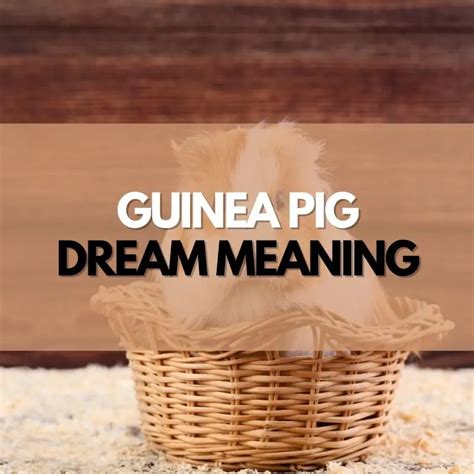 11 Guinea Pig Dream Meanings And Interpretations Symbol Genie