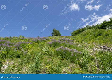 Mountain Slope Overgrown With Flowers And Grass Summer Landscape Stock